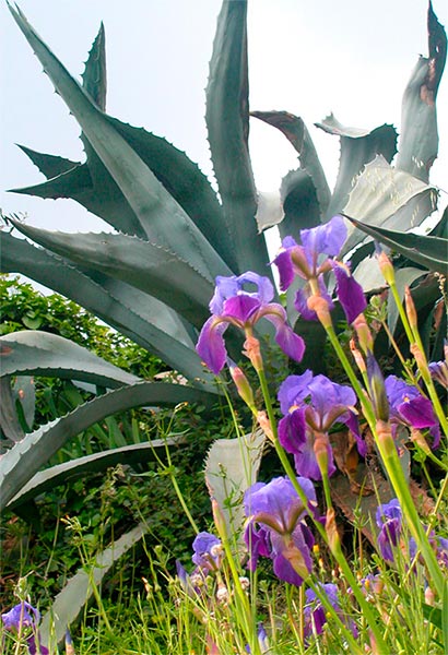 Parco di dimora Bolsone, agave 